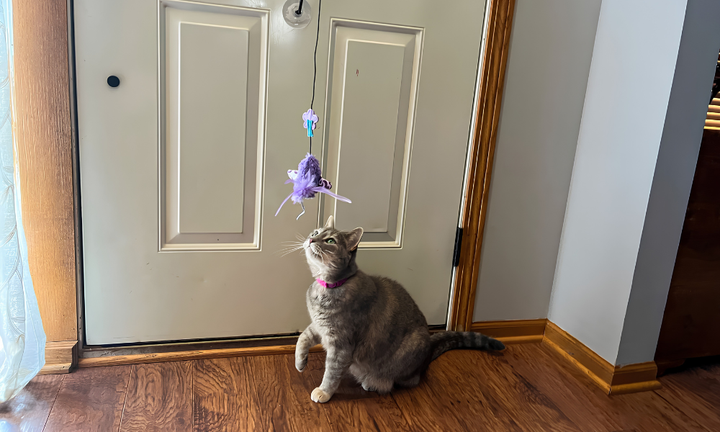 Benefits Of Interactive Pet Toys