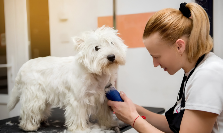 Essential Pet Grooming Tips